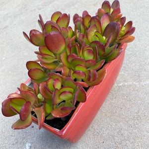 Live Green Crassula Ovata Red Tip Jade Plant!